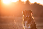 Shepherd-Hovawart