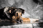 Shepherd-Hovawart
