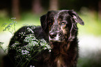 Shepherd-Hovawart