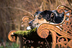 Shepherd-Hovawart