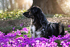 Shepherd-Hovawart