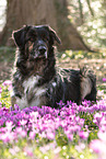 Shepherd-Hovawart