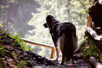 Shepherd-Hovawart