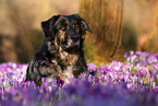Shepherd-Hovawart