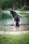 Shepherd-Hovawart