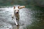 Berger-Blanc-Suisse-Mongrel