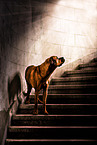 Boxer-Mongrel