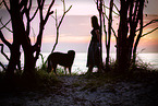 Shepherd-Hovawart