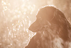 Shepherd-Hovawart