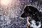Shepherd-Hovawart