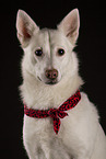 Berger-Blanc-Suisse-Mongrel