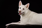 Berger-Blanc-Suisse-Mongrel