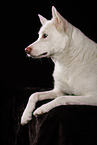 Berger-Blanc-Suisse-Mongrel