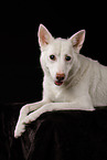 Berger-Blanc-Suisse-Mongrel