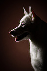 Berger-Blanc-Suisse-Mongrel