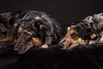 2 dogs