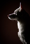 Berger-Blanc-Suisse-Mongrel