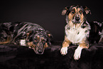 2 dogs