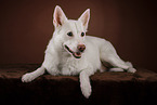 Berger-Blanc-Suisse-Mongrel