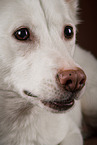 Berger-Blanc-Suisse-Mongrel