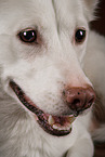 Berger-Blanc-Suisse-Mongrel