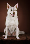 Berger-Blanc-Suisse-Mongrel