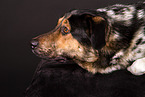 Shepherd-Hovawart