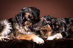2 dogs