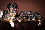 2 dogs