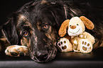 Shepherd-Hovawart