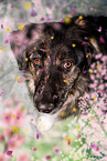 Shepherd-Hovawart