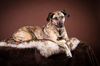 adult mongrel