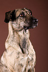 adult mongrel