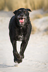 old Labrador-Dalmatian-Mongel