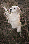 blonde Labrador-Retriever-Mongel