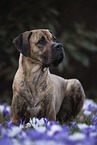 big Great-Dane-Mongrel