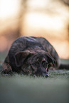 brindled mongrel