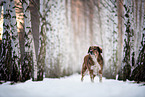 Austrian-Pinscher-Australian-Shepherd