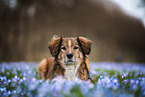 Austrian-Pinscher-Australian-Shepherd