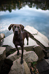 Magyar-Vizsla-German-wirehaired-Pointer