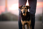 Hound-Mongrel