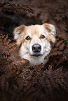 Shepherd-Mongrel