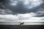 Austrian-Pinscher-Australian-Shepherd