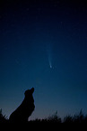 Austrian-Pinscher-Australian-Shepherd