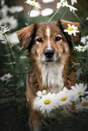 Austrian-Pinscher-Australian-Shepherd