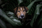 Austrian-Pinscher-Australian-Shepherd