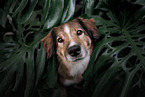 Austrian-Pinscher-Australian-Shepherd