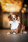 Collie-Pekinese