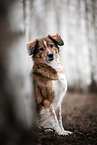 Austrian-Pinscher-Australian-Shepherd