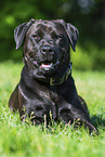 Labrador-Retriever-Rottweiler in summer